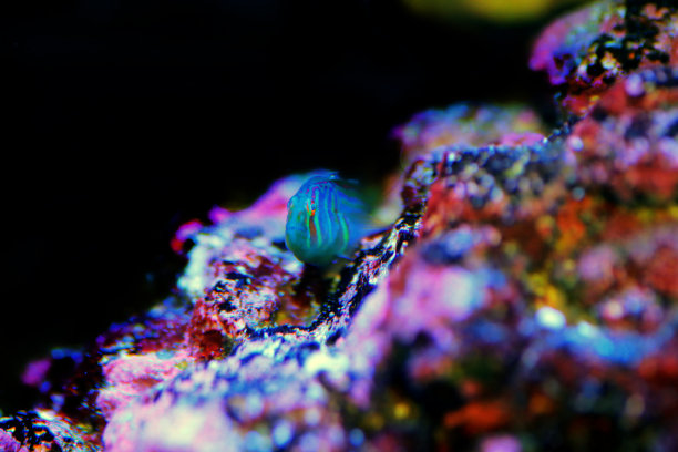 绿色小丑珊瑚虾虎鱼-史上的虾虎鱼图片下载