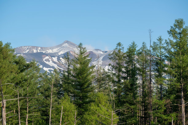 清新翠绿的落叶松林和山顶上残存的积雪图片下载