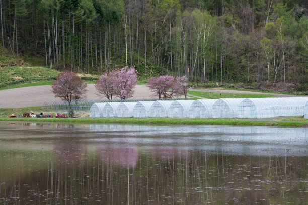 樱花在农民的花园里盛开，稻田里充满了水图片下载