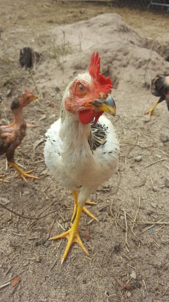 鸡近距离图片下载