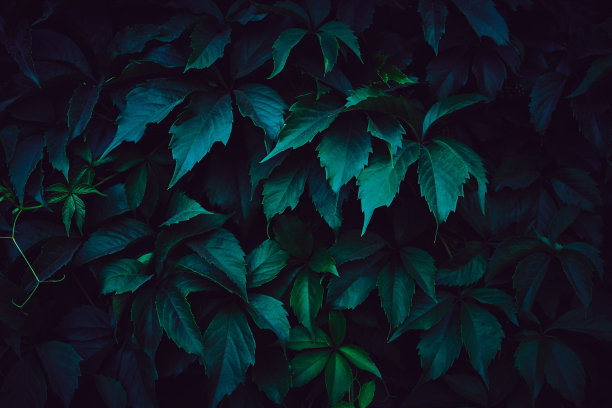 背景是绿色的野葡萄叶子。图片下载