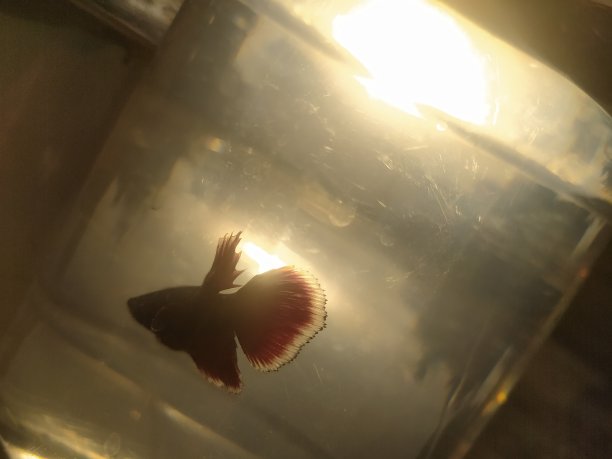 搏鱼鱼图片下载