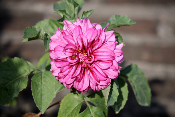 粉红色的大丽花盛开了图片下载