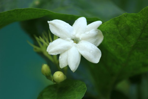 美丽的白色茉莉花上的露珠图片下载