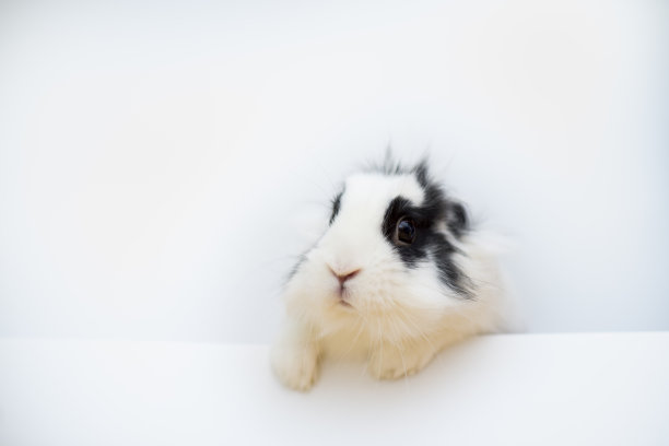 可爱的兔子在白色的背景图片下载