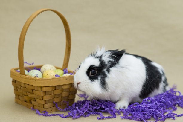 复活节兔子图片下载