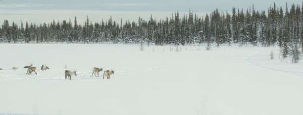结冰湖面上的驯鹿群图片下载
