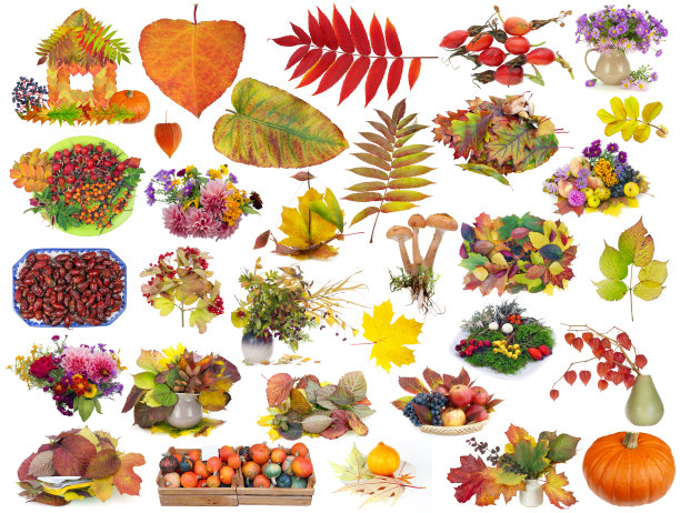 秋天金色的一个红色的物体-植物和浆果集合。孤立的图片下载