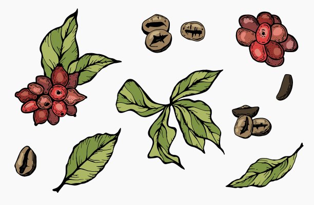 一套咖啡豆，浆果和树叶。白色背景隔离。矢量插图。图片下载