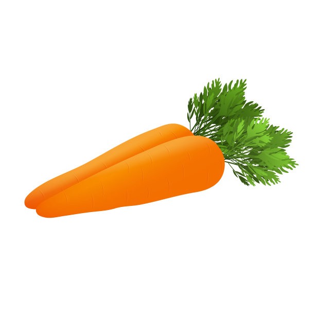 胡萝卜叶和胡萝卜片。矢量插图。图片下载