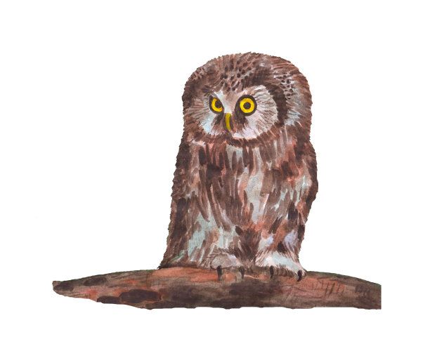 水彩猫头鹰图片下载