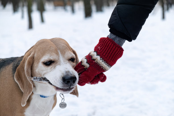 冬天下雪的公园里，一只小猎犬咬着棍子和主人玩耍图片下载