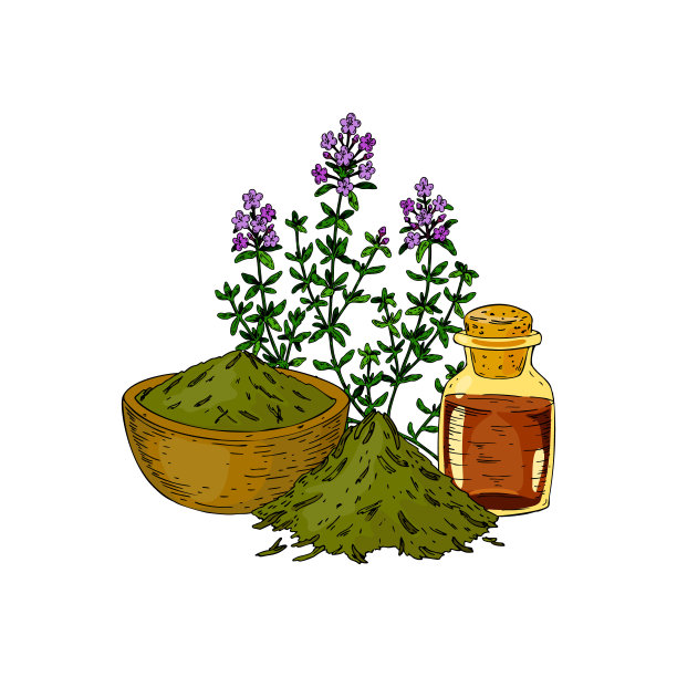 手画百里香枝与碗与干香草和精油瓶孤立在白色背景。矢量插图在彩色素描风格。图片下载