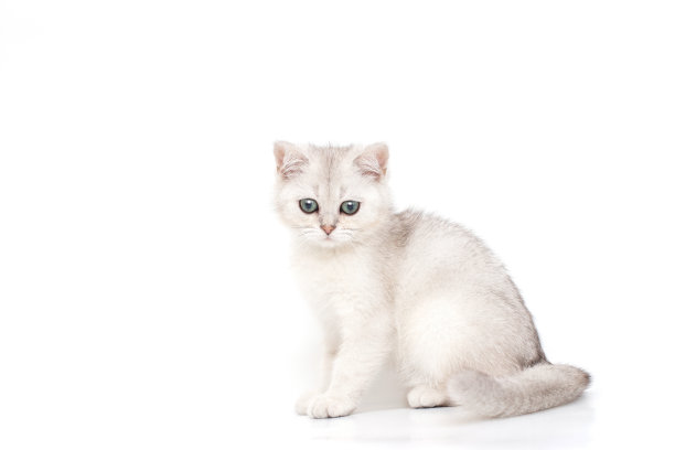 美丽平静的白色与灰色的英国品种小猫坐图片下载