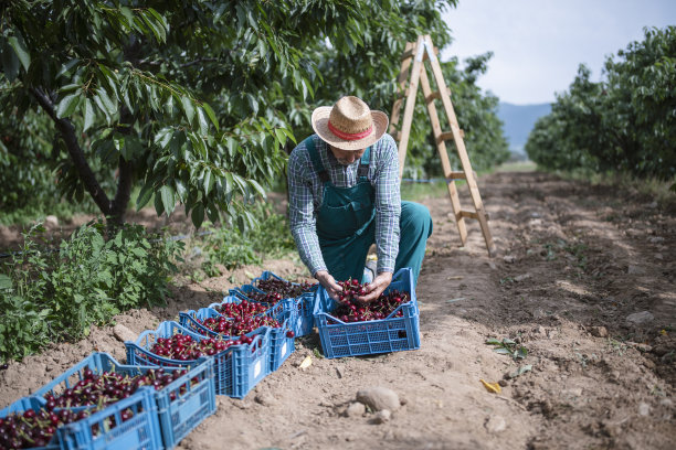 一个高级农场工人在樱桃园的肖像。图片下载