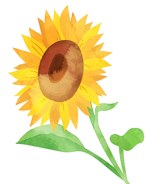 水彩风格左面向向日葵插图图片下载
