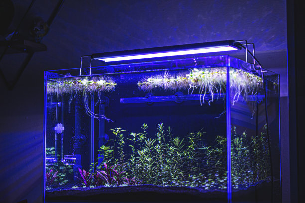 种植热带淡水水族箱图片下载