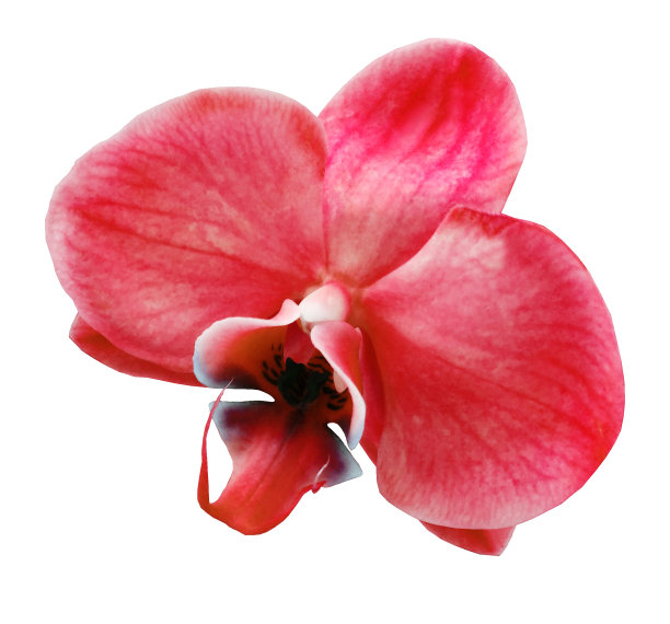 红色的花在白色孤立的背景与剪切路径。为设计。特写镜头。大自然。图片下载