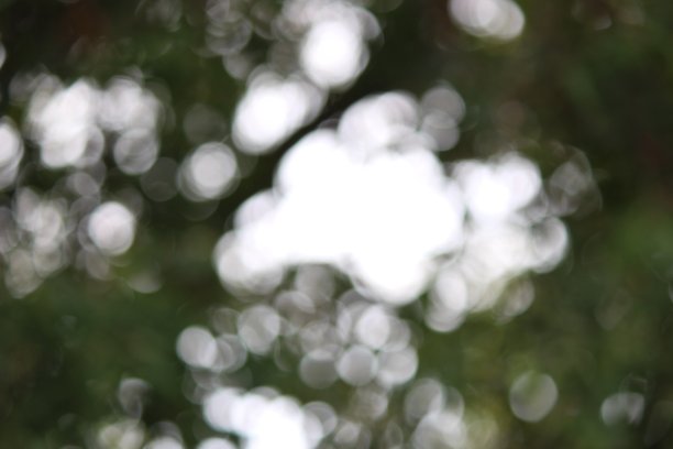 树木枝干的模糊自然背景设计，具有散景效果图片下载