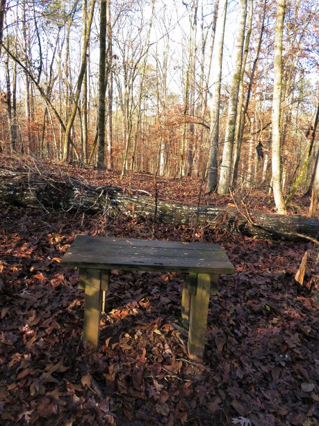 森林学校的凳子上图片下载