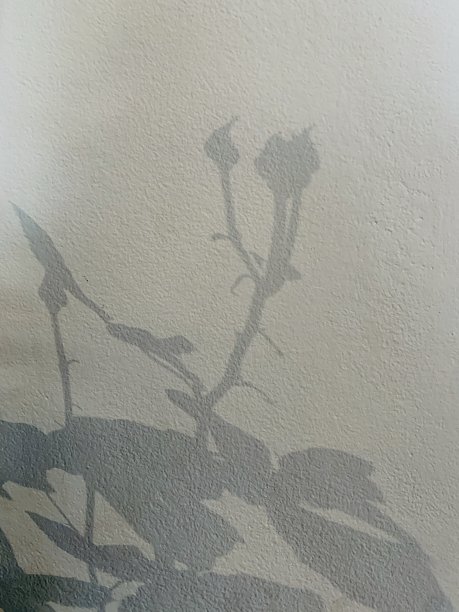 墙上的玫瑰影子图片下载