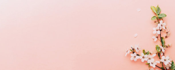 春天的背景，五月的花和四月的花的自然在粉红色的背景。枝头开花的杏花用柔和的宏聚焦。为复活节和春天的贺卡副本空间。春天。图片下载