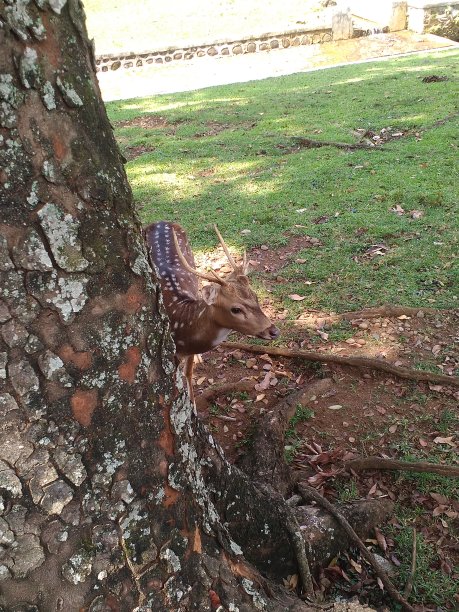 一个美丽的鹿图片下载