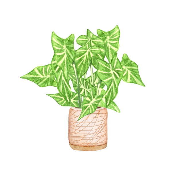 壶内室内植物，孤立在白色背景上。水彩盆栽插画。家居装饰图片下载