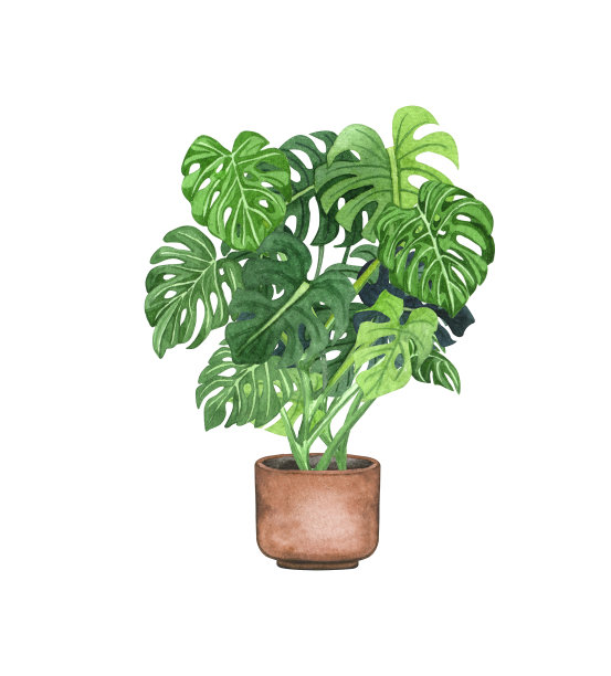 怪物，花盆里的室内植物，孤立在白色背景上。水彩盆栽插画。家居装饰图片下载