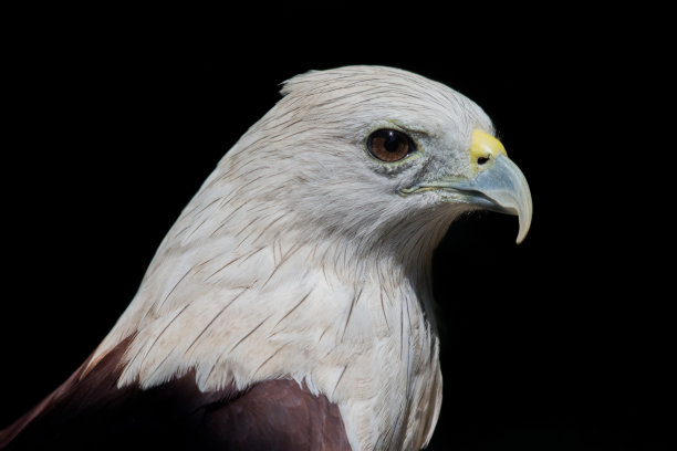 婆罗米风筝(婆罗米风筝)，以前在澳大利亚称为红背海鹰图片下载