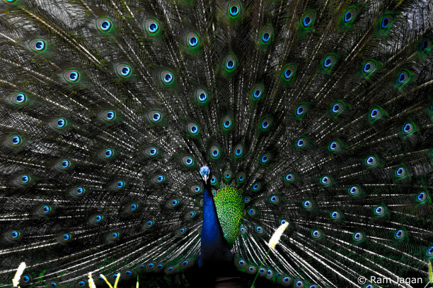 印度孔雀，也被称为普通孔雀和蓝色孔雀，是一种原产于印度次大陆的孔雀品种。图片下载