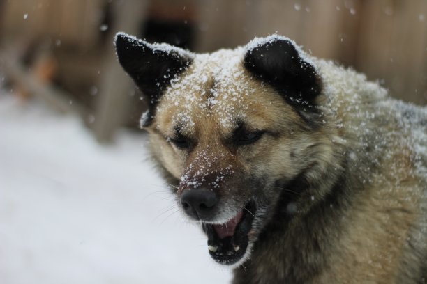 高级狗在冬天与雪绒毛在雪暴风雪期间图片下载