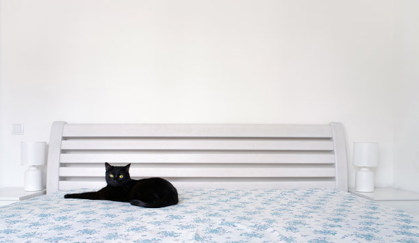 一只黑猫靠在一张白色的大床上图片下载