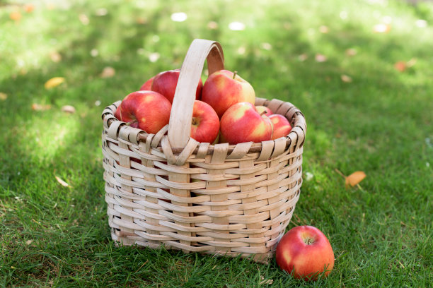 绿草上放着一篮子熟了的红黄苹果图片下载