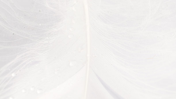 羽毛旗帜。彩色蜡笔天使羽毛特写纹理在白色背景微距摄影。迷人的复杂通风的艺术形象上的软模糊的背景。图片下载