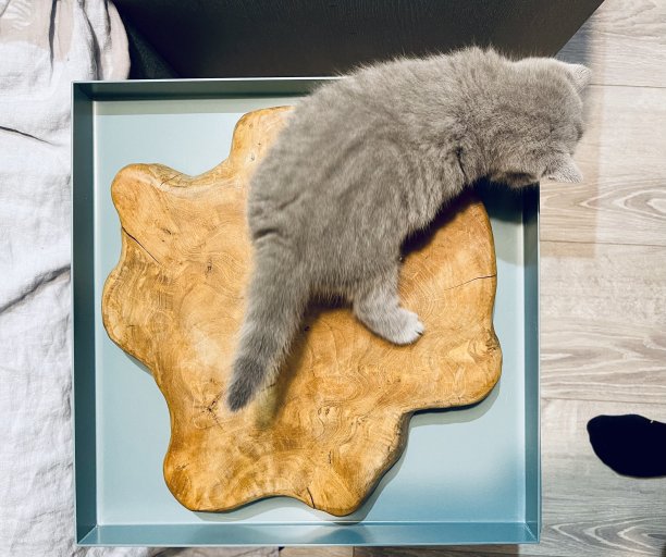 托盘上的英国蓝色小猫图片下载