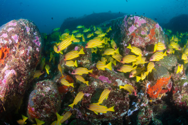 一群蓝条纹鲷在一个黑暗，阴暗的珊瑚礁上素材图片