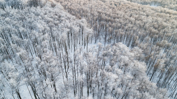 从上面看冬日森林图片下载