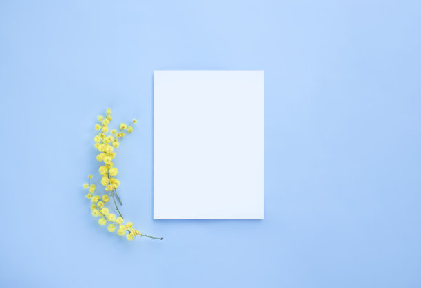 顶视图的白色卡片模型与含羞草图片下载