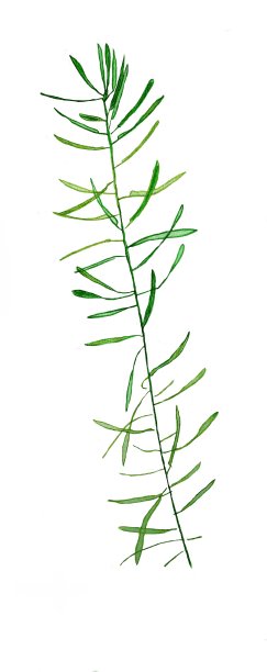 草绿色水彩孤立在白色背景植物插图。图片下载