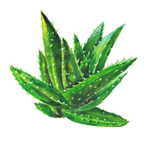 水彩芦荟分离图片下载