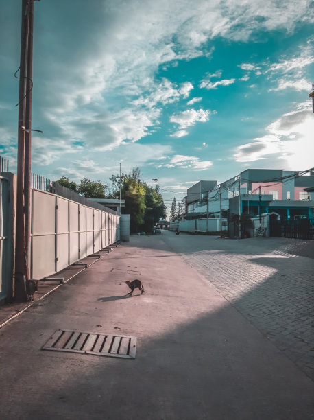 几秒钟后，猫就会跳起来图片下载