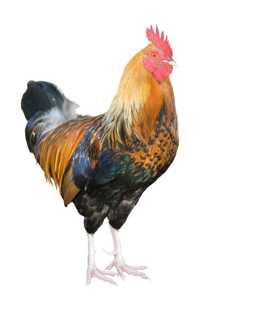 彩色公鸡剪出白色背景图片下载