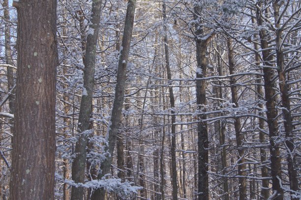 冬季风暴后的森林里白雪覆盖的树木图片下载
