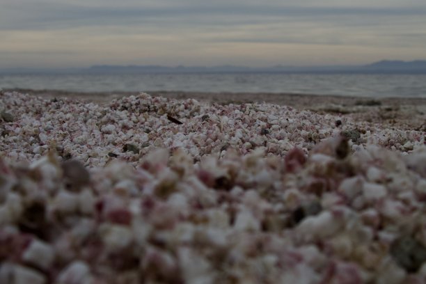 鱼骨头海滩图片下载