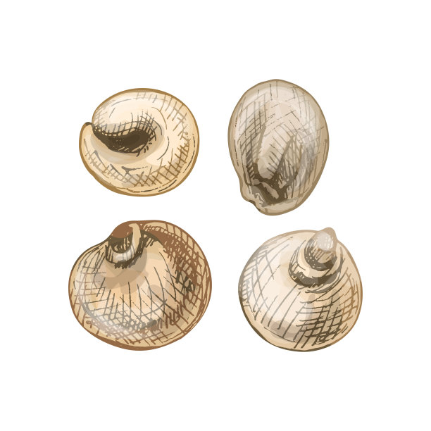 高粱的谷物。矢量彩色复古手绘孵卵插图图片下载