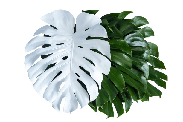 充满活力的绿色Mostera植物叶子对白色的背景图片下载
