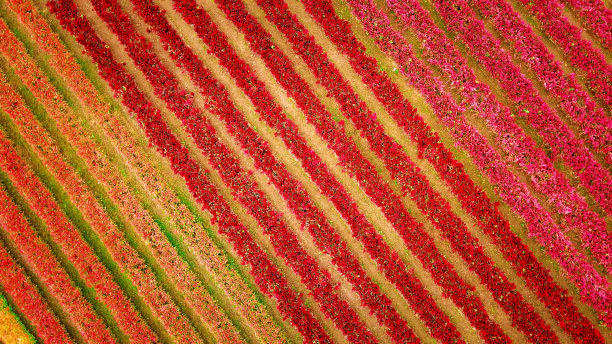 俯视图的花卉农场花园照片由无人机图片下载