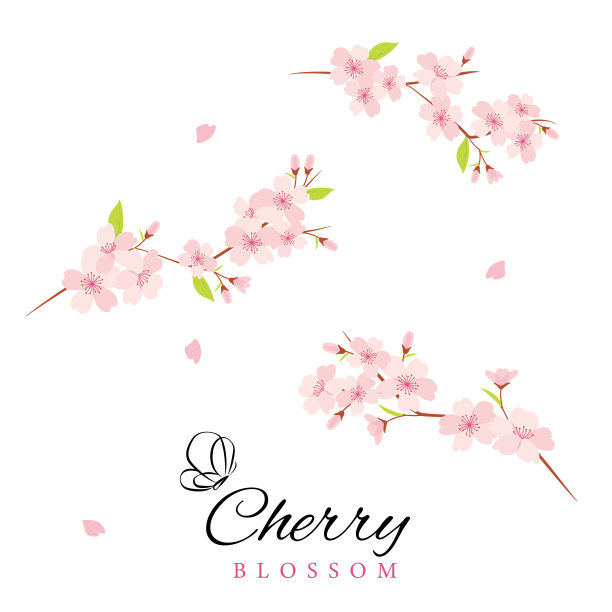 矢樱花花插图图片下载