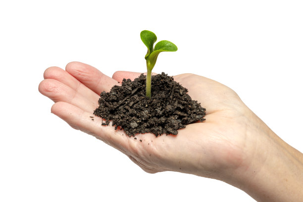 嫩苗在女人“u2019手孤立在白色图片下载